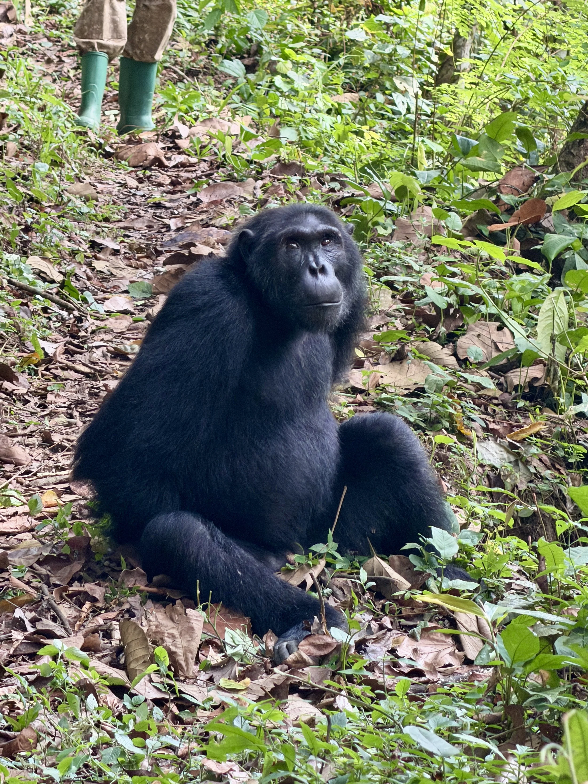 KyamburaGorge Chimpanzee Uganda TravelswithTesa.JPG