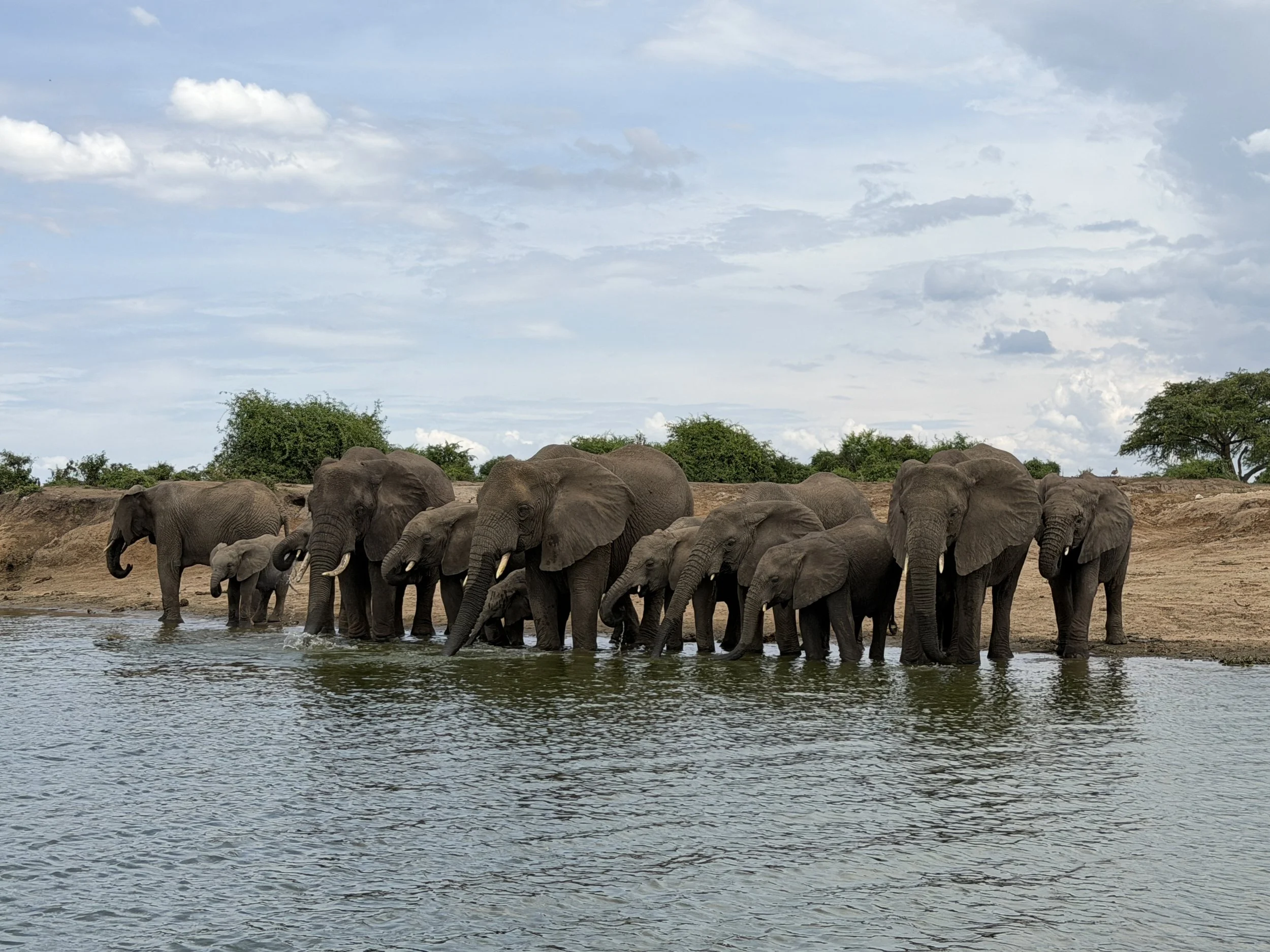KazingaChannel Uganda TravelswithTesa Elephants.JPG