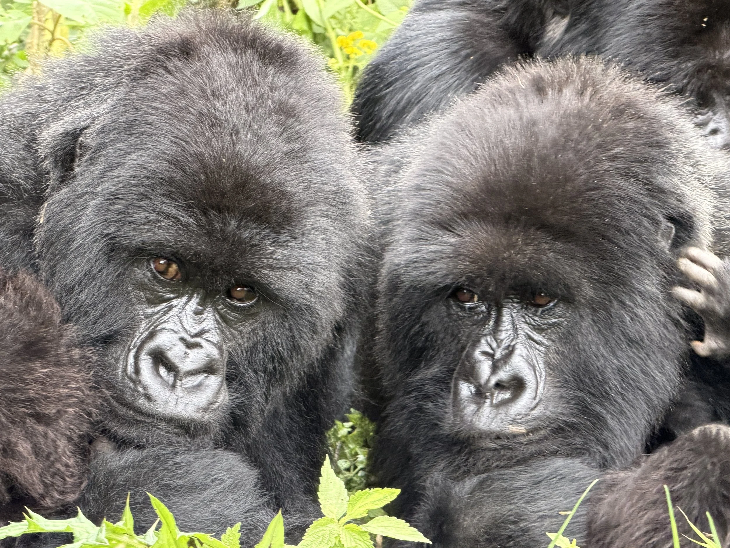 Uganda &amp; Rwanda: Three Treks, One Redemption