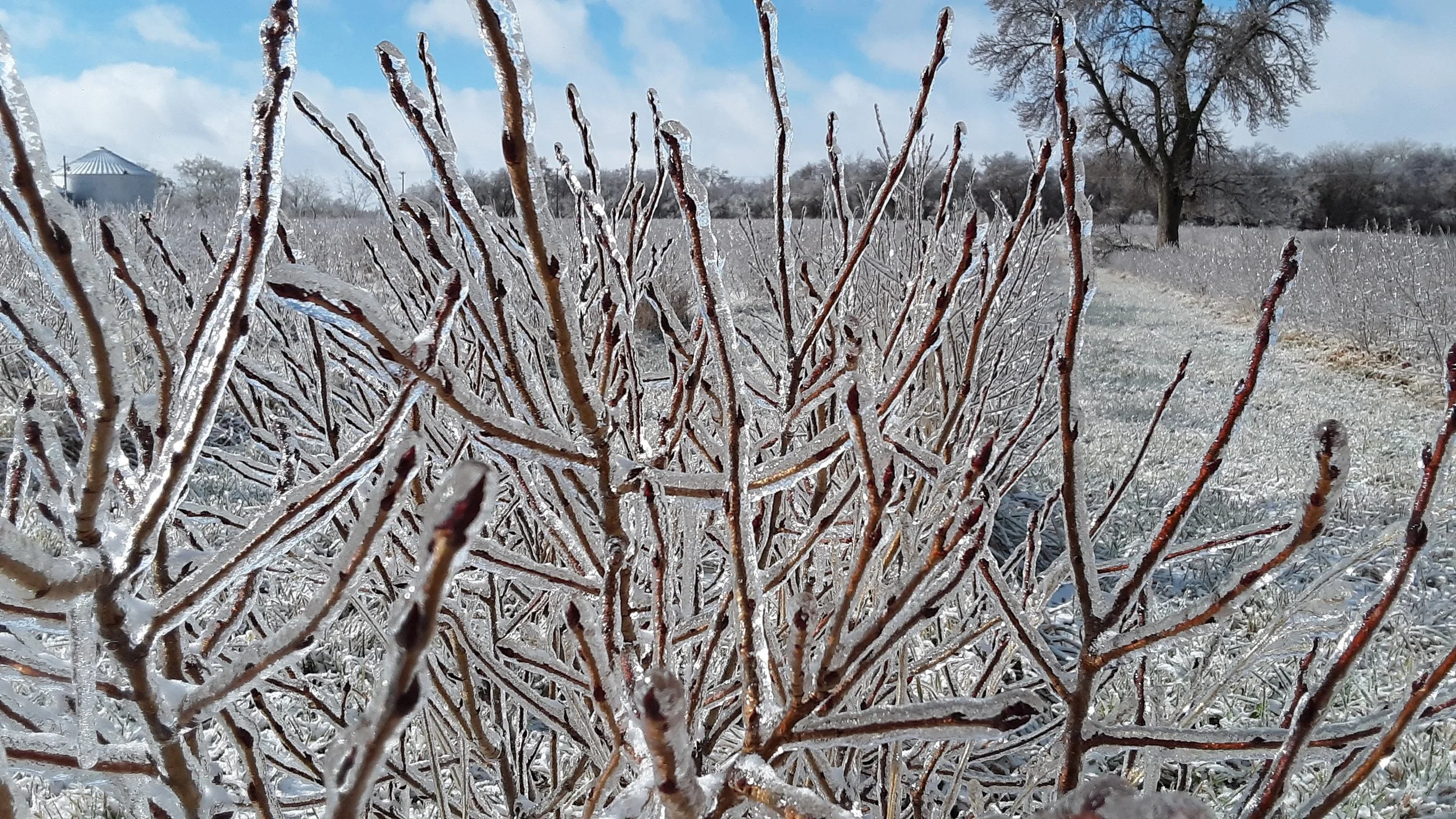 Aronia bushes ice cicles (1).jpg