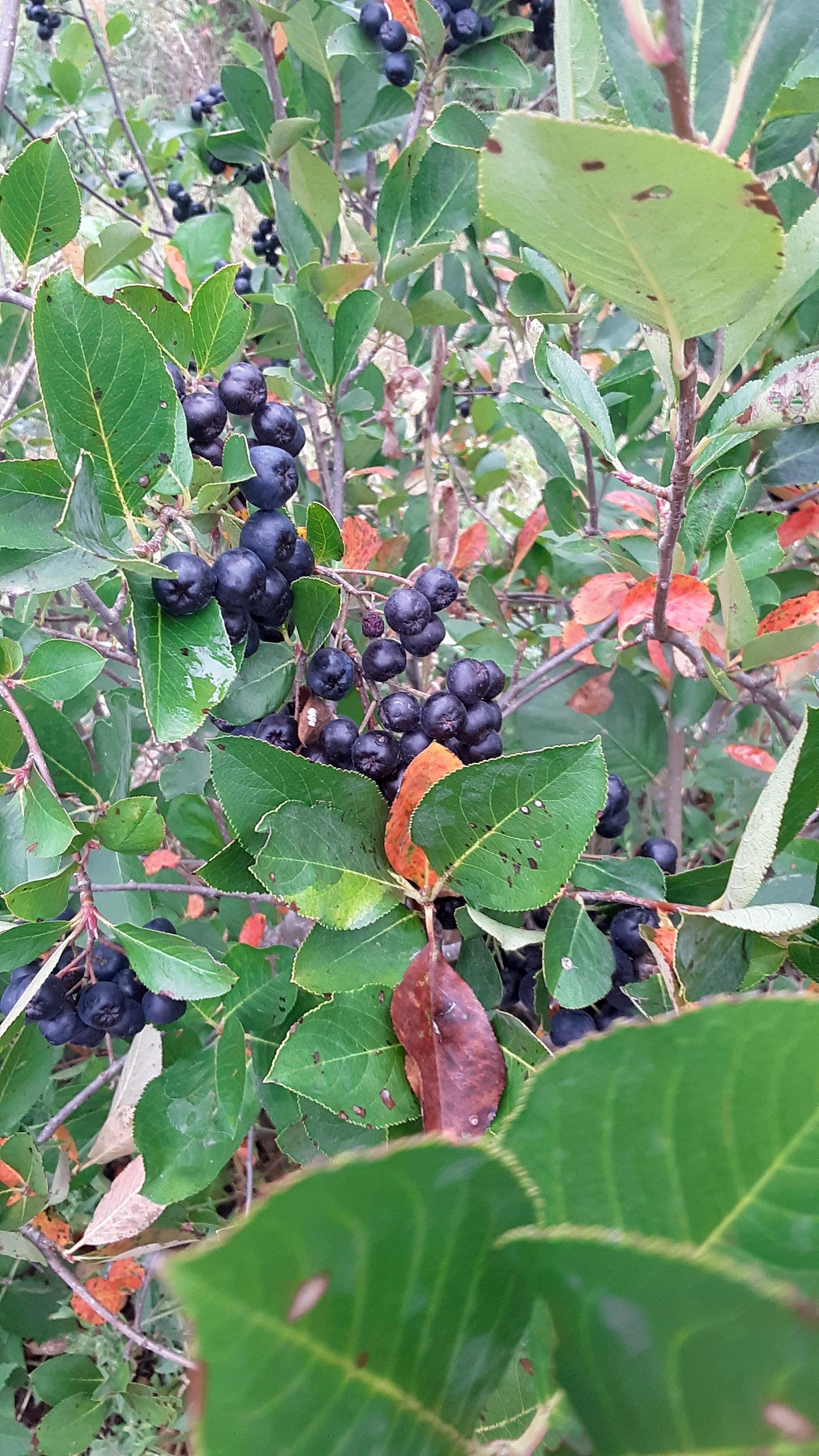 Aronia berries dark.jpg