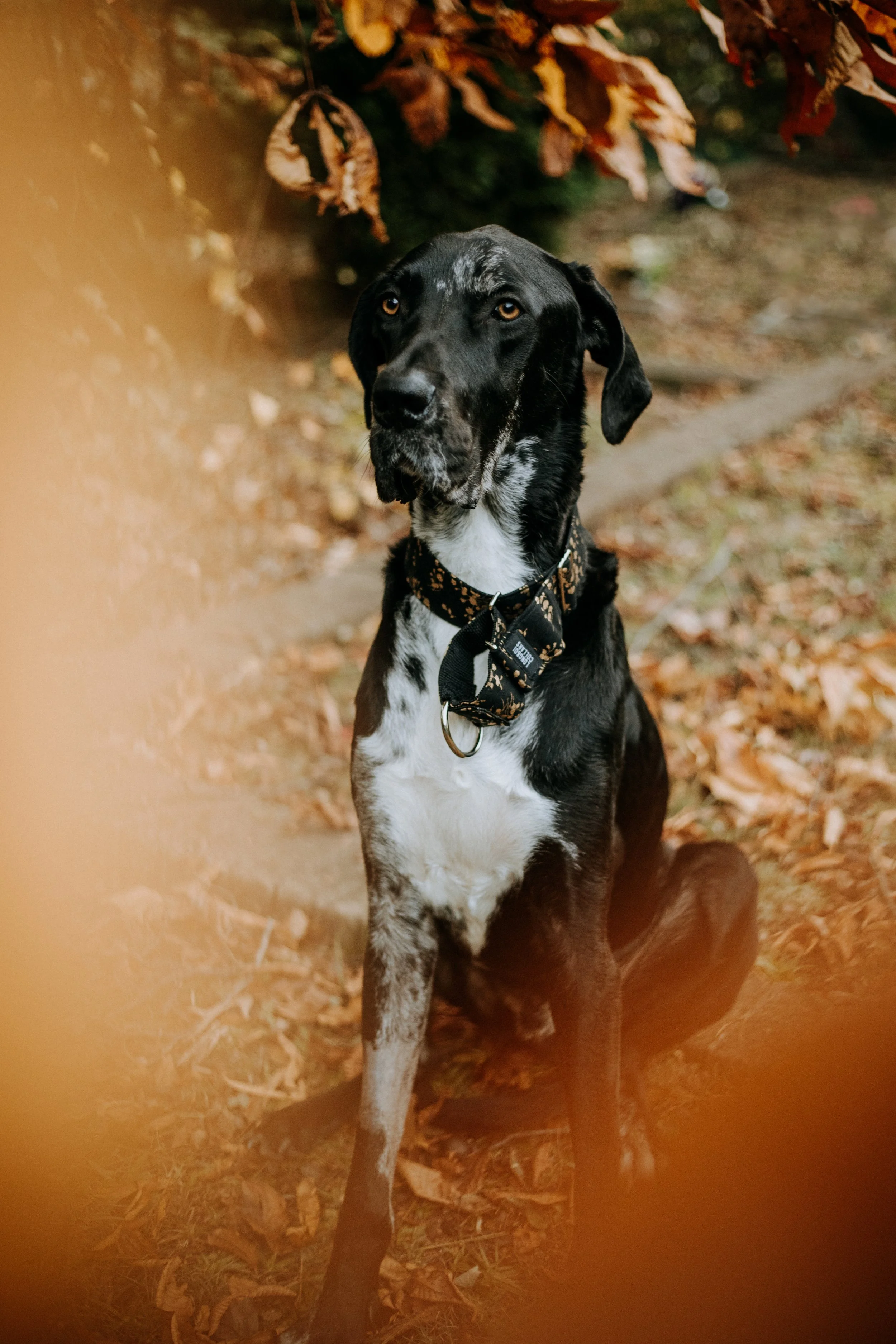 abbey_spooky session-37.jpg