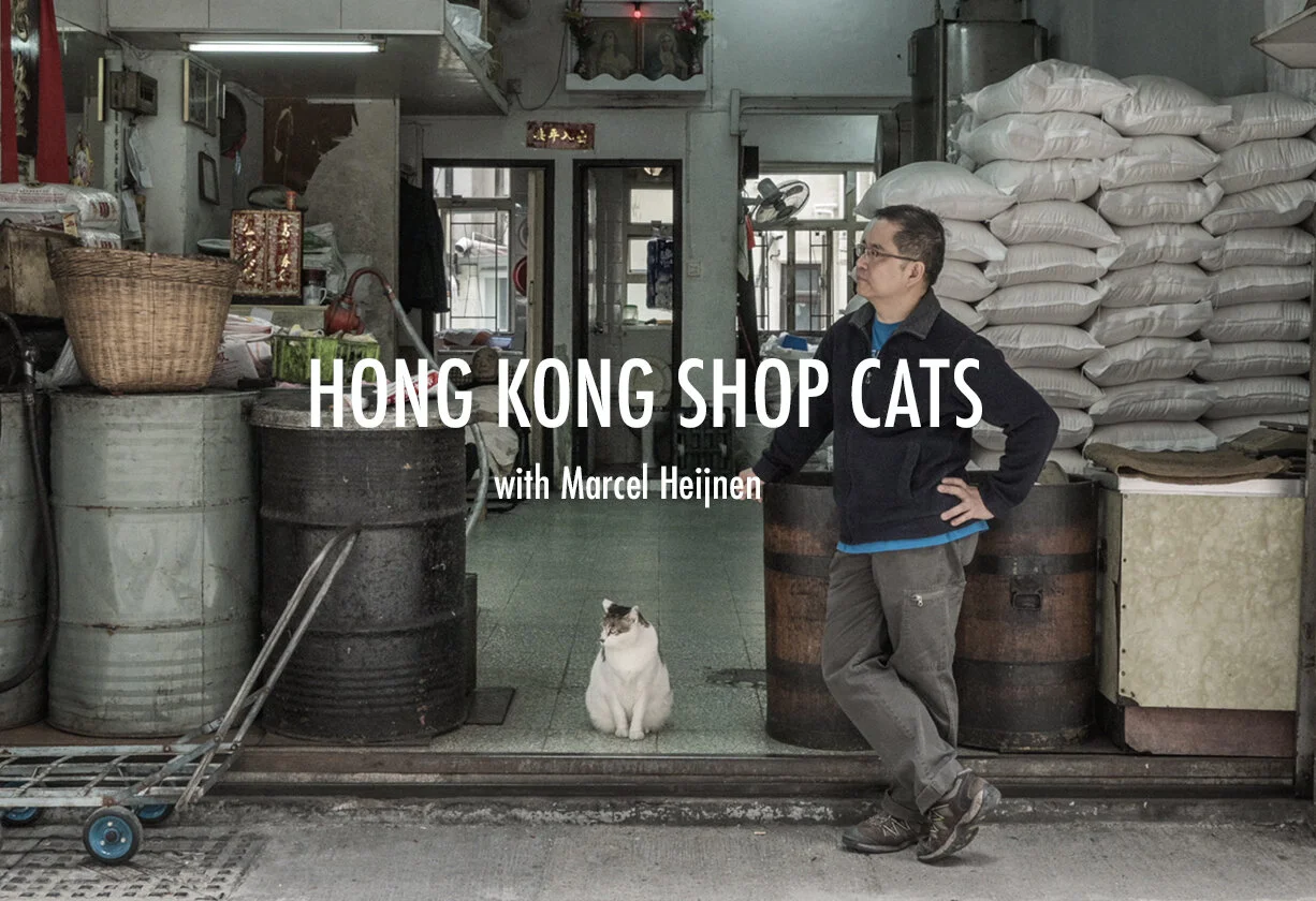 Hong Kong Shop Cats