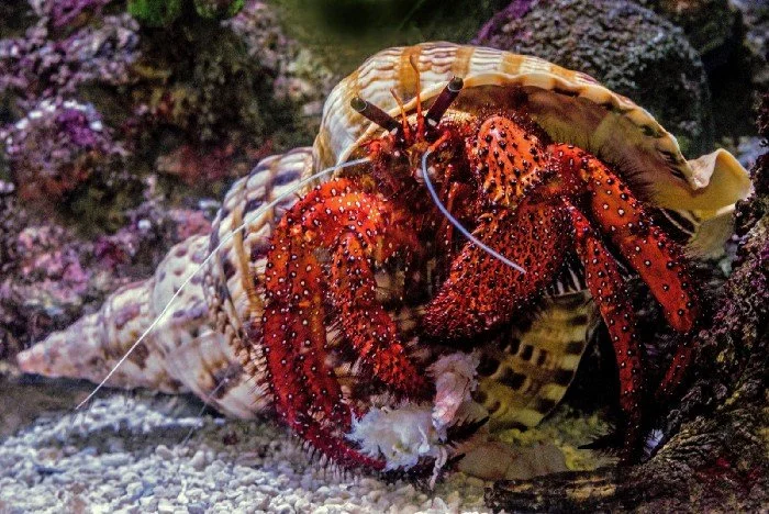 Hermit Crab Flash Fiction Workshop/LOVE Edition with Cheryl Pappas