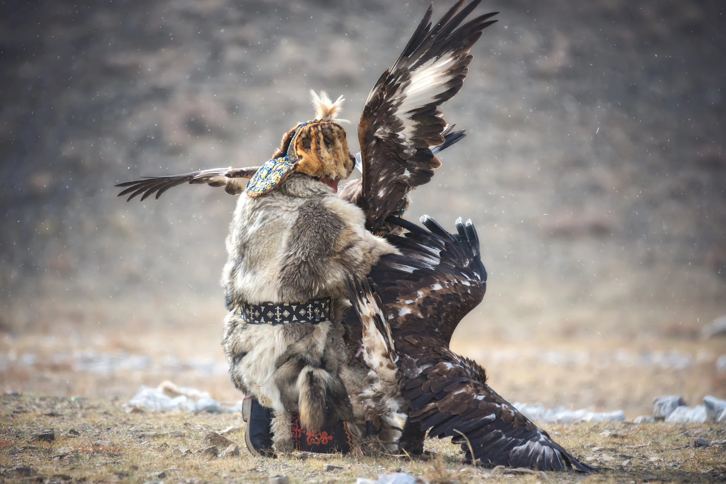 Two Golden Eagles have struck a fox