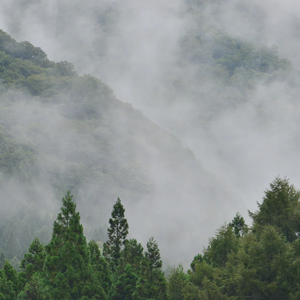 LABYRINTH2016-95 mist.jpg