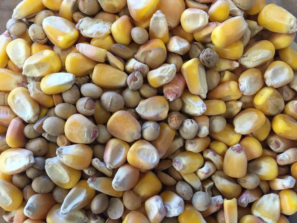 Corn and Soy.jpg