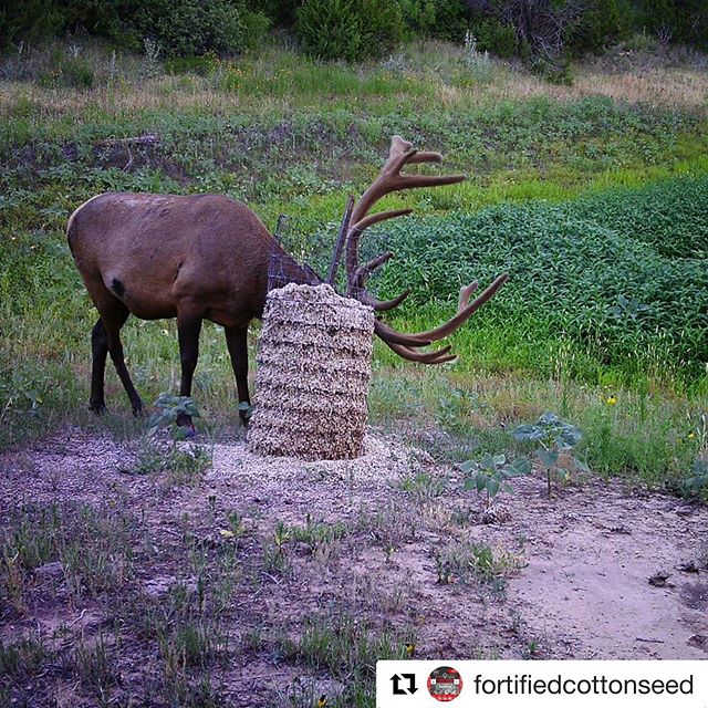 Got elk? We have you covered!  #fortifiedcottonseed #cottonseed