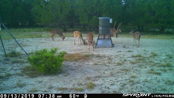 What&rsquo;s eating your candy corn 🌽? .
.
#feedermaxfeed #feedermaxcandycorn