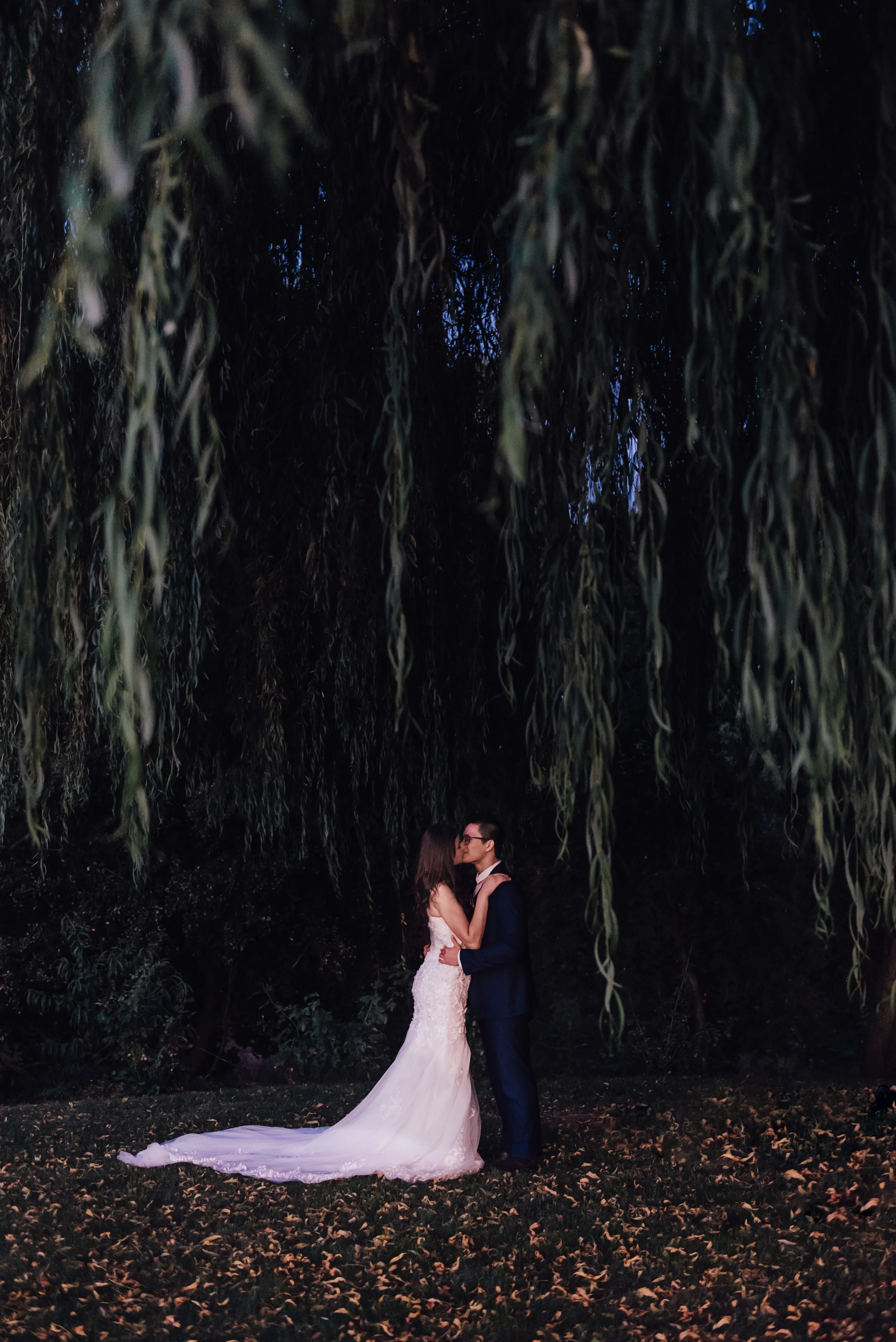 Weeping willow tree in Clarksburg