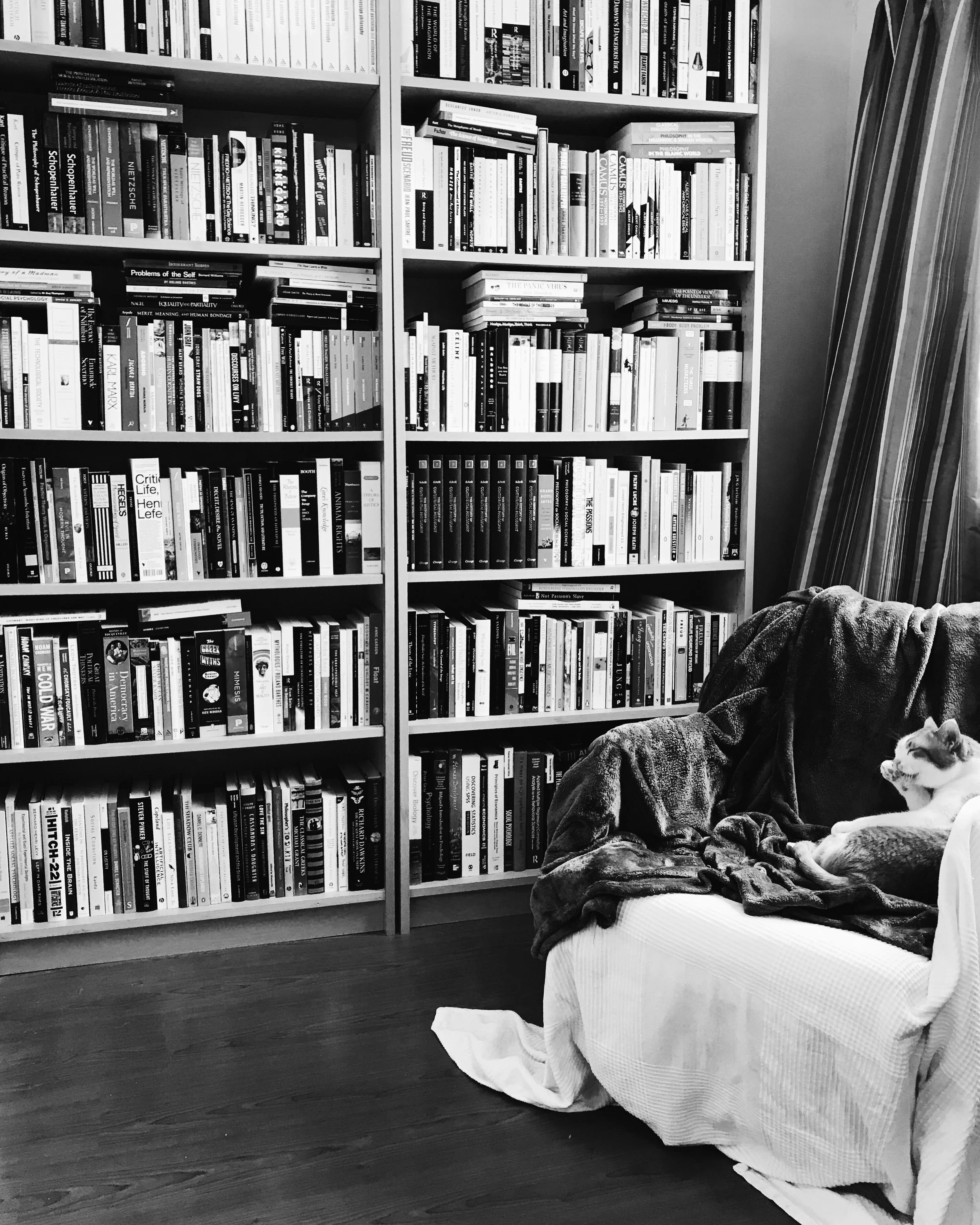 Tai Tai washing herself in front of some of my bookshelves