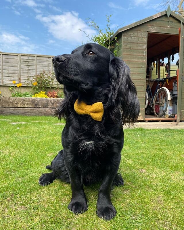 This was Winston&rsquo;s best effort today... Happy Easter everyone 💛 earlier our little village choir tried a sing along on zoom... it did not go well 🙃🤔😅 choir master trying to conduct and play the piano at home with half of us being too slow a