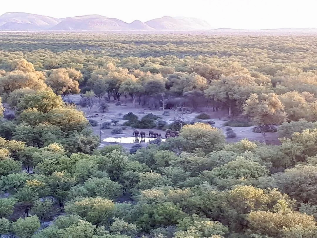 11 Elephants came to visit us