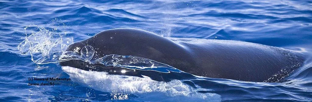 whales2-c-Howard-Martenstyn.jpg