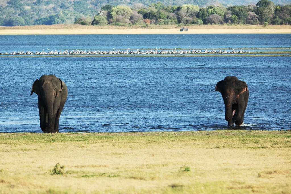 Wildlife and Bird Watching in Sri Lanka — Ayu in the Wild