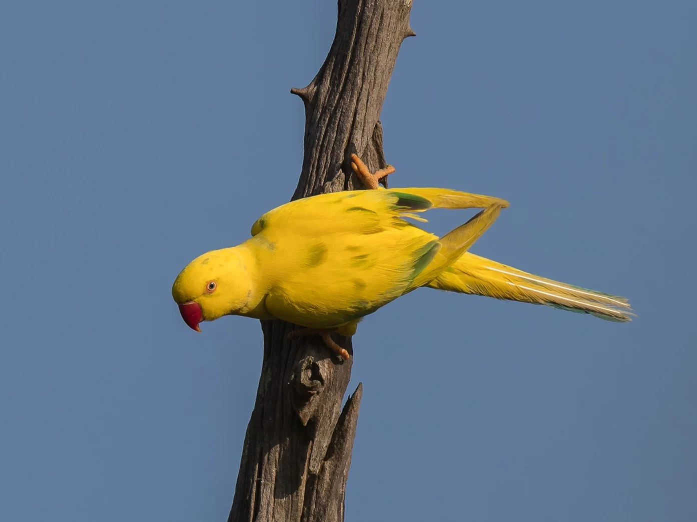 Unique bird identification on an Ayu in the Wild customized Sri Lanka birding tour
