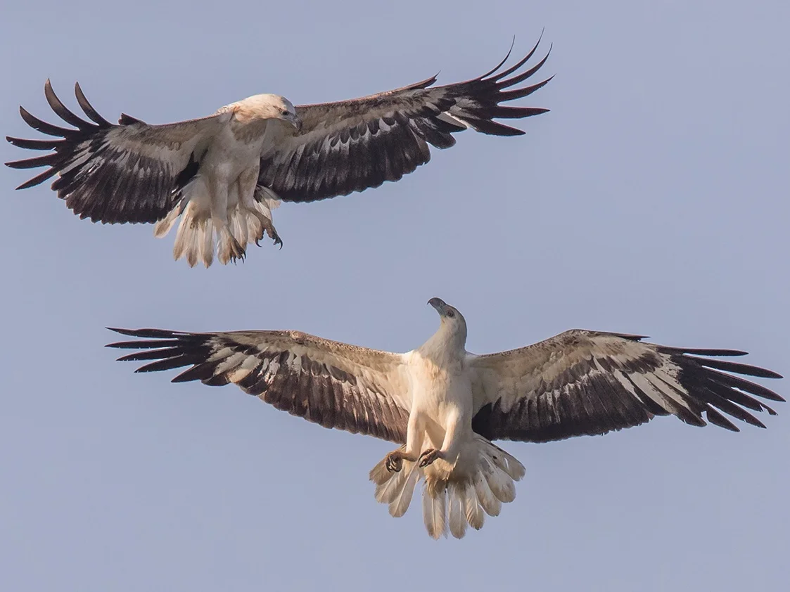 Eagles seen during Sri Lanka’s best bird watching season with experienced naturalists