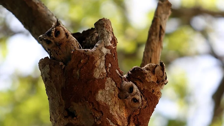 Out Amongst The Birds in Sri Lanka - Ayu in the Wild