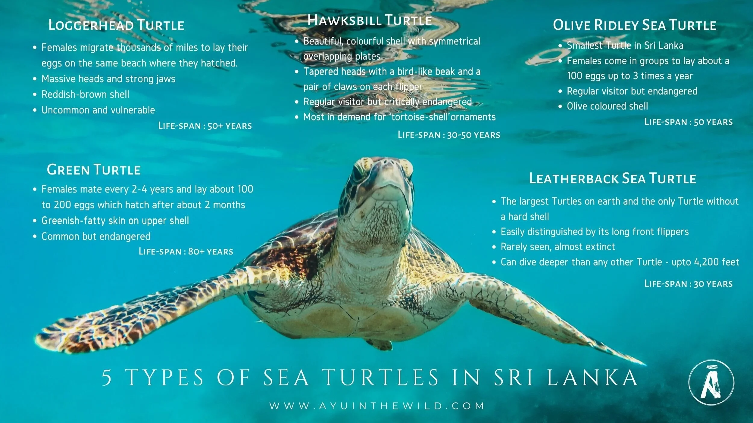 No Turtle Hatcheries on Our Wildlife Holidays Ayu in the Wild