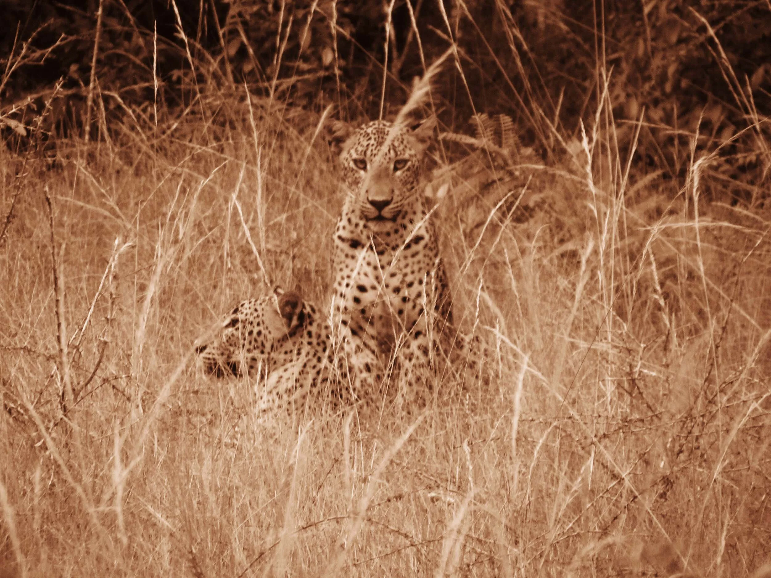 A Book That Traces a Nostalgic Journey across Old Ceylon