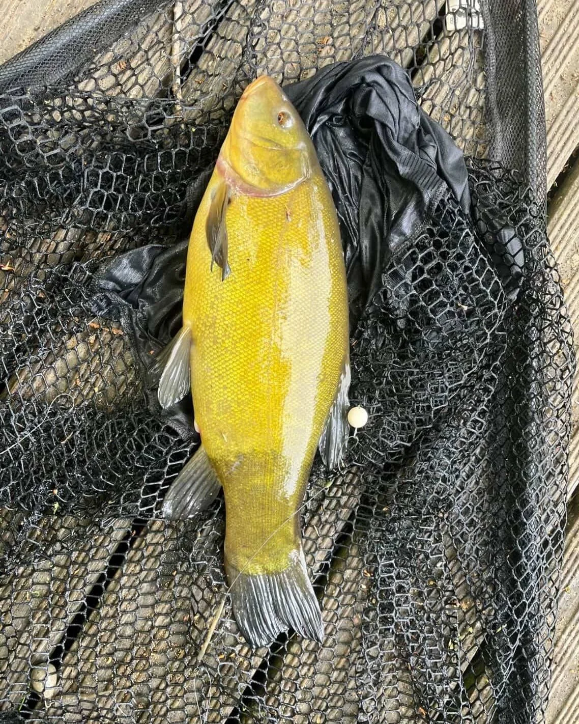 "Beautiful tench. The fish are looking really healthy. The fact that the tench are doing that well is a really good sign, as are the thousands of tadpoles you've got."

That golden colour says it all. Caught on a 360 rig with a Naked Helico
