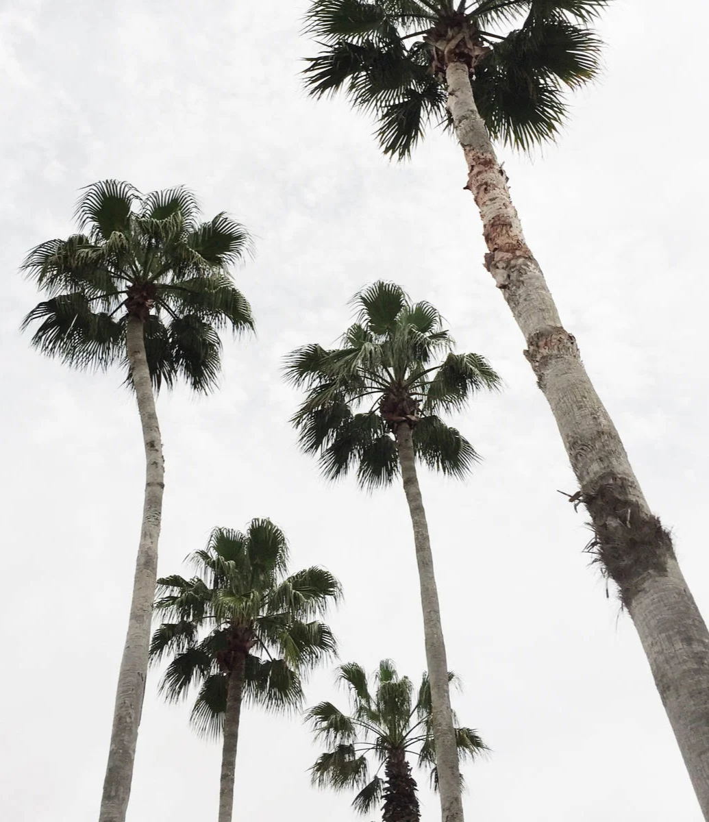 3-upward-view-tall-palm-trees.jpg
