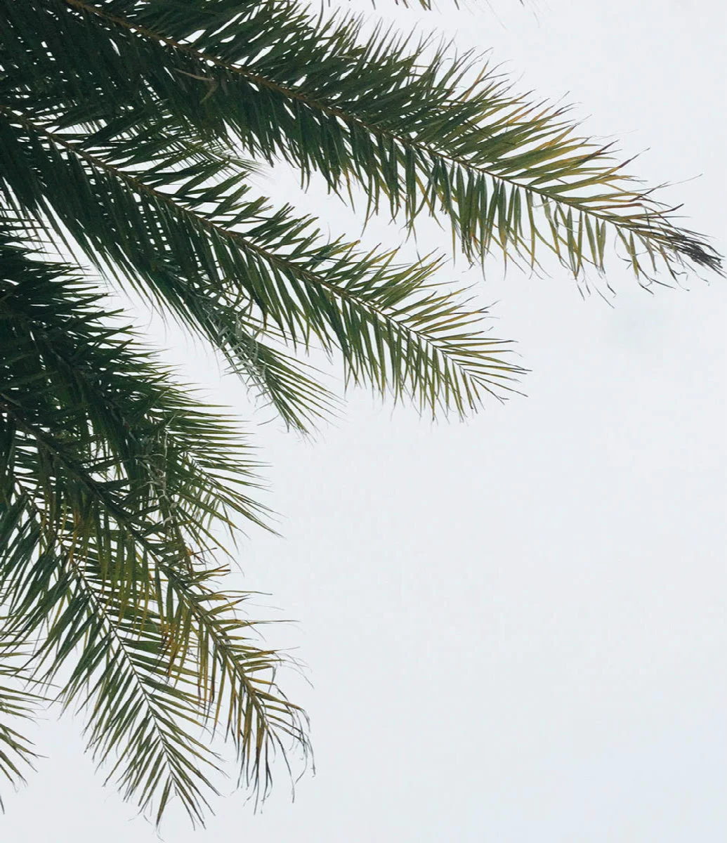 c 4-palm-tree-branches-close-up.jpg