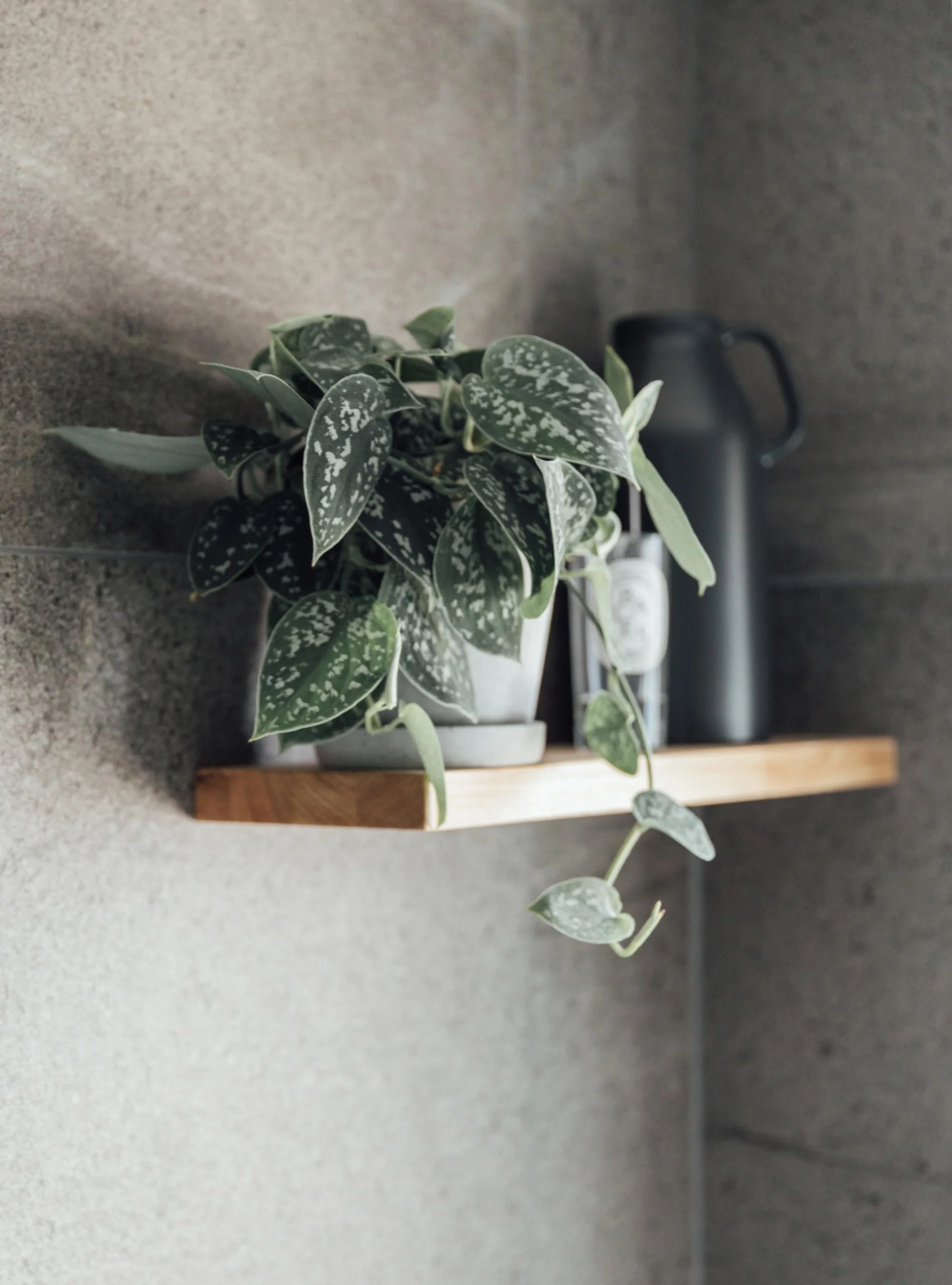 9 bathroom-shelf-plant-in-concrete-pot.jpg