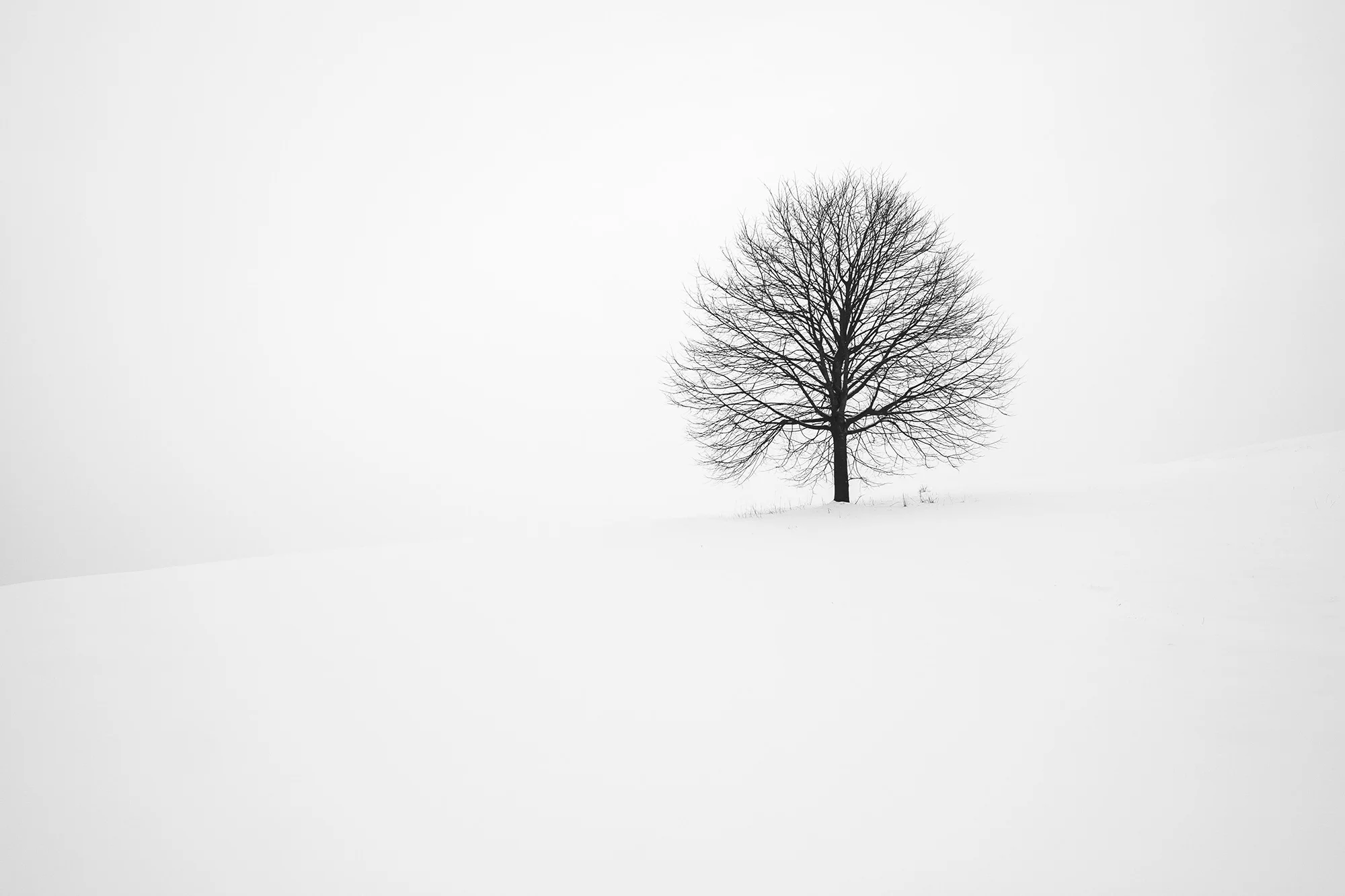 2 minimal-tree-in-snow-unsplash-photo.jpg