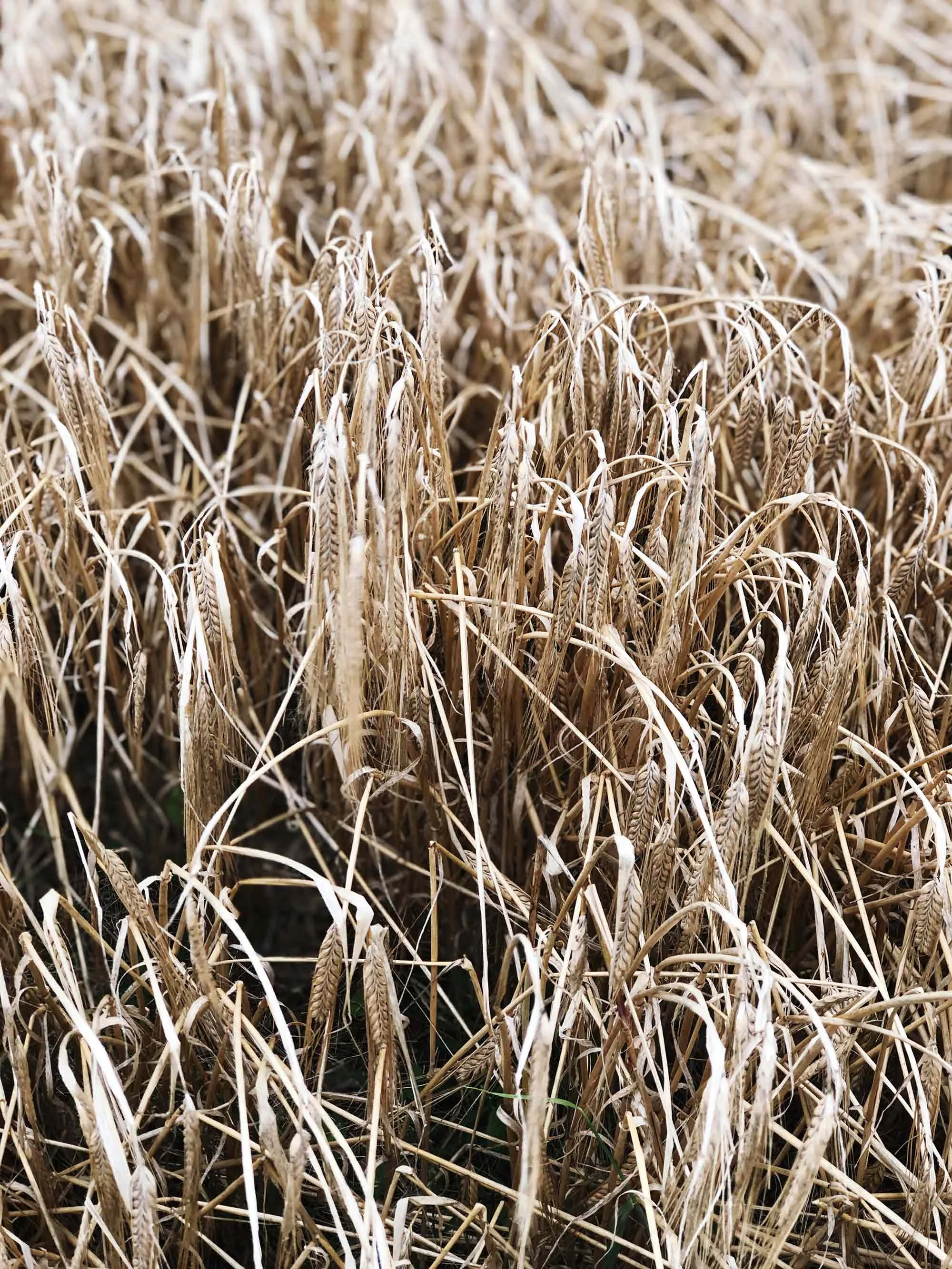 5 close-up-detail-shot-corn-field.jpg