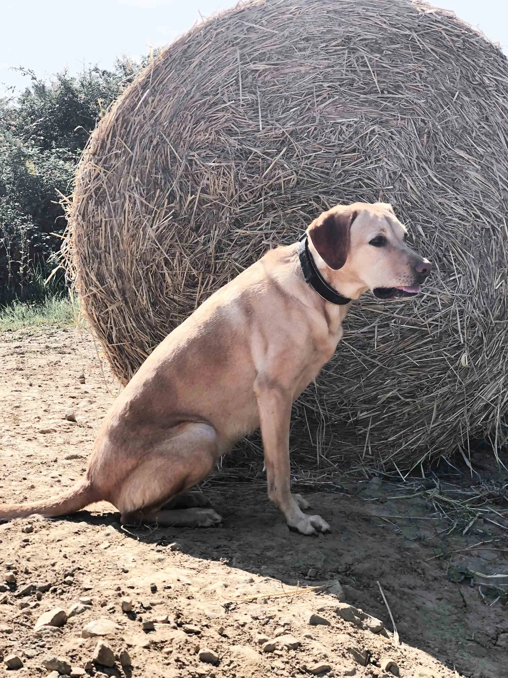 7 SBS labrador-in-front-of-hay-bale.jpg
