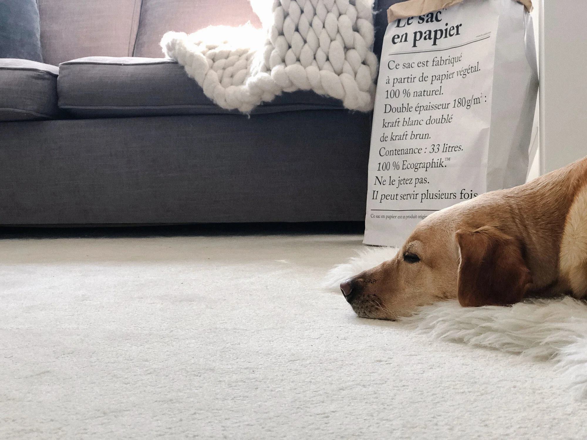 15 labrador asleep in the office.jpg