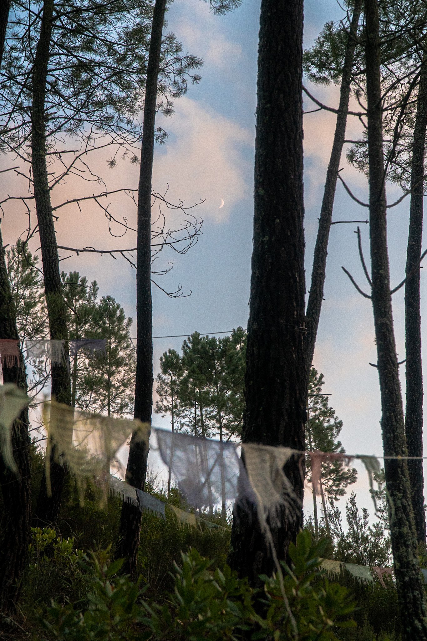 forest-moon-bathing.jpg