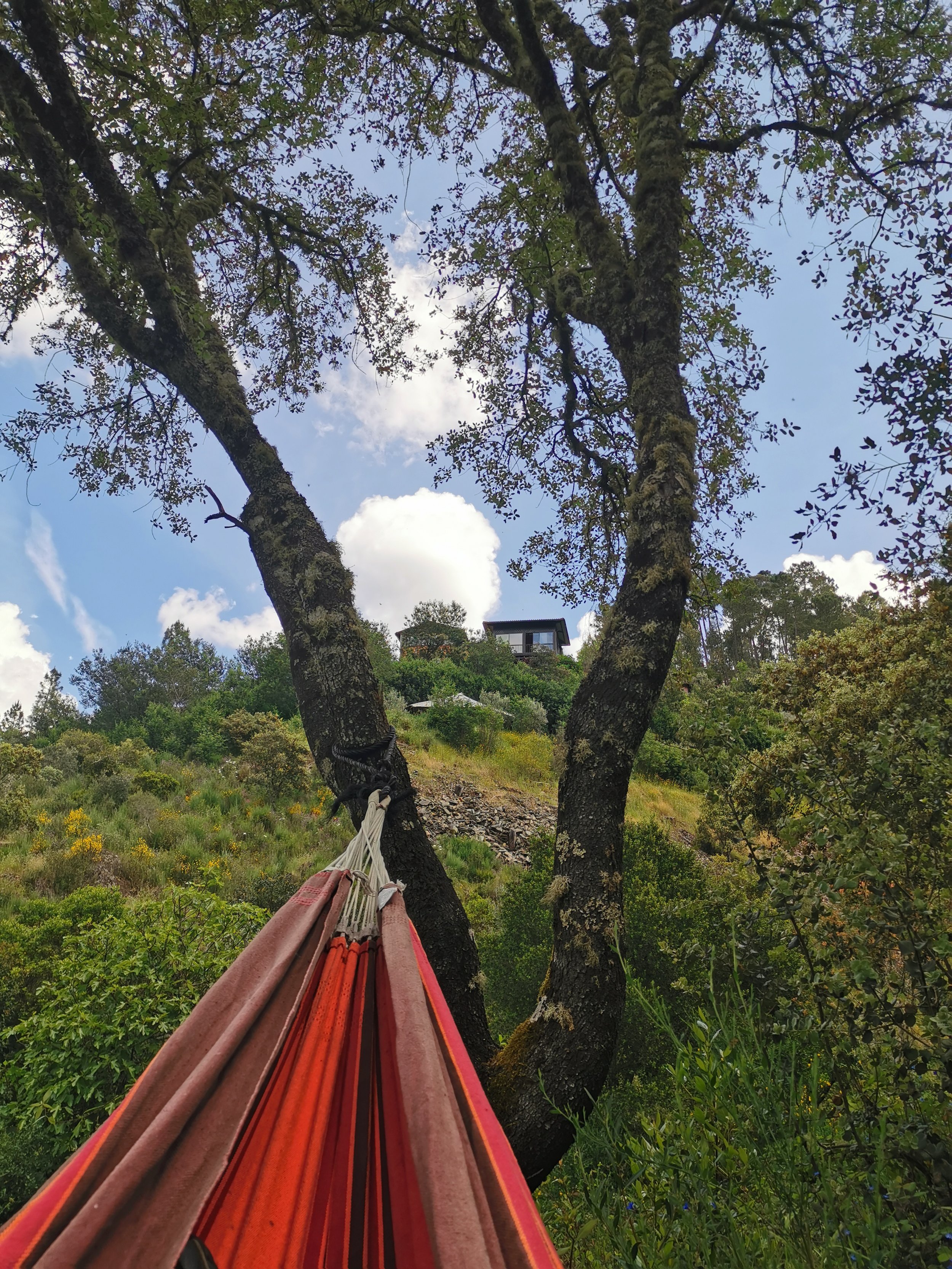 Hammock View.jpg