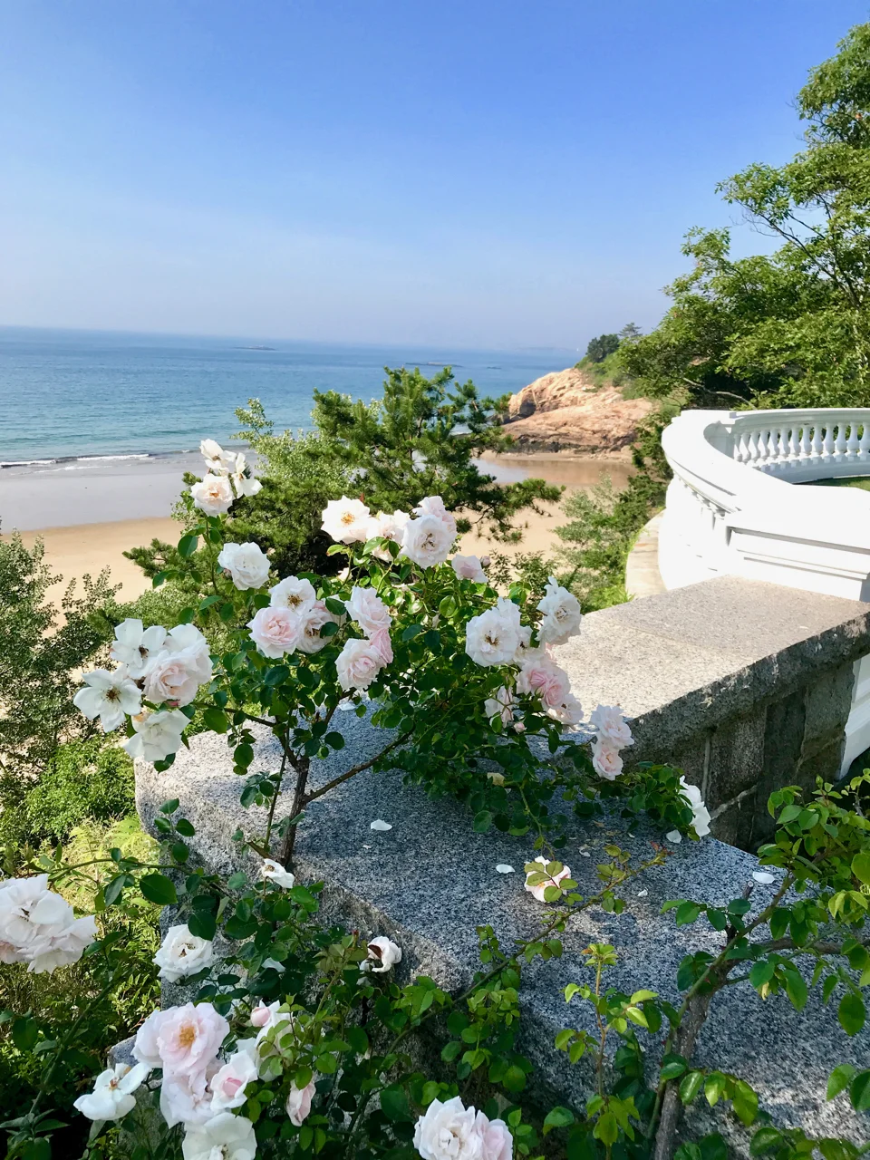 Climbing Rose:Balustrade.jpg