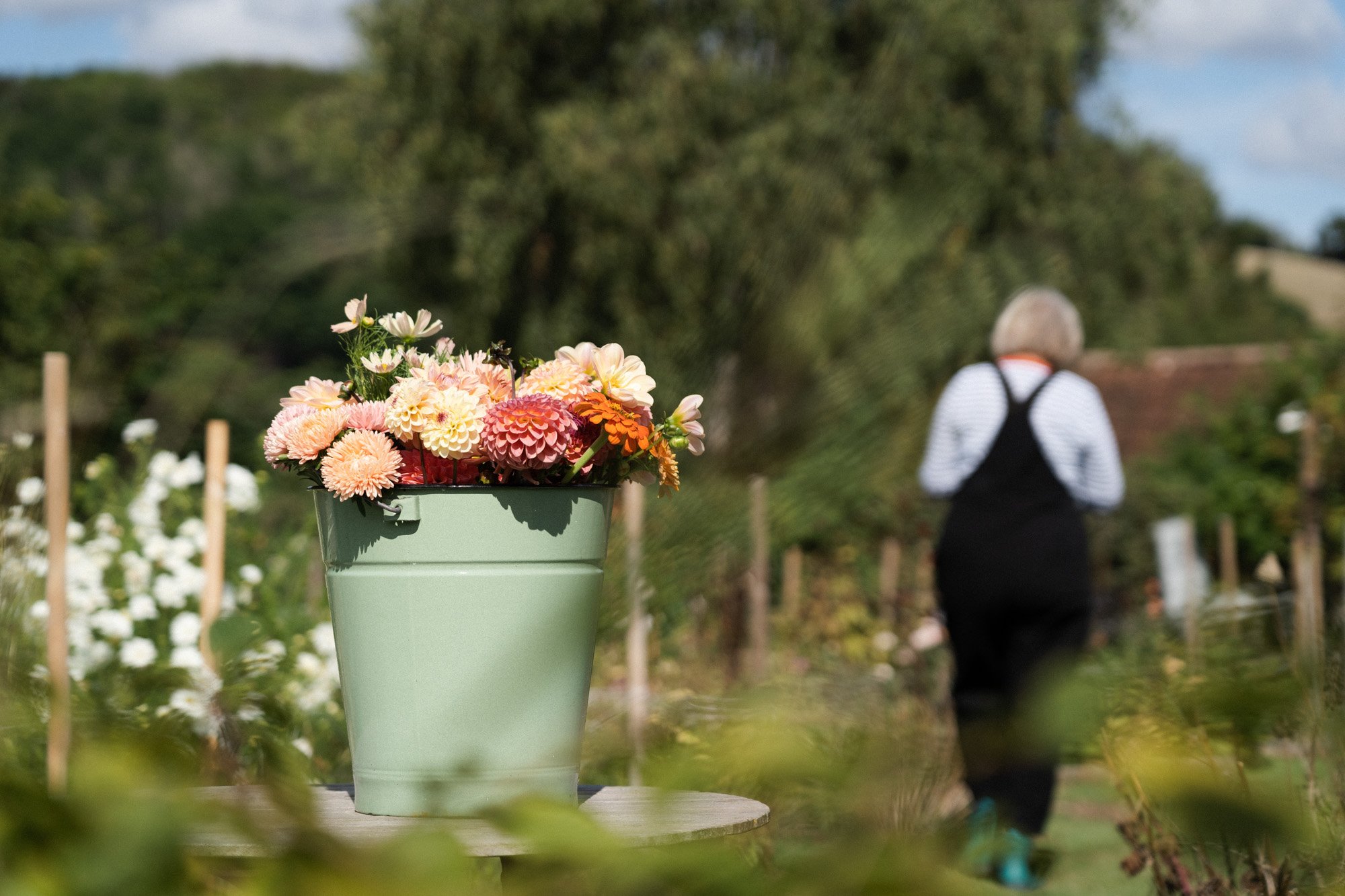 Bucket of dahlias on British flowers week floristry course