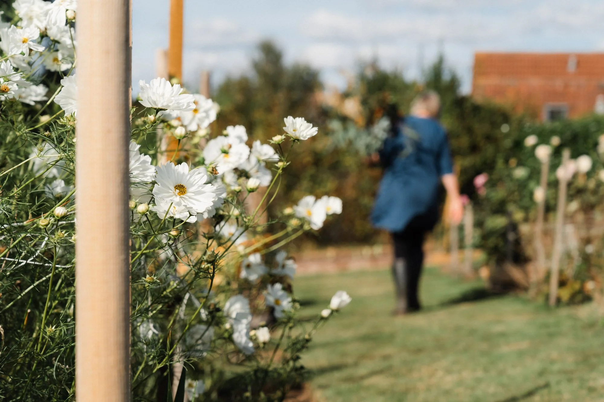 Summer flowers at Compton Garden Flower Farm for British flowers week