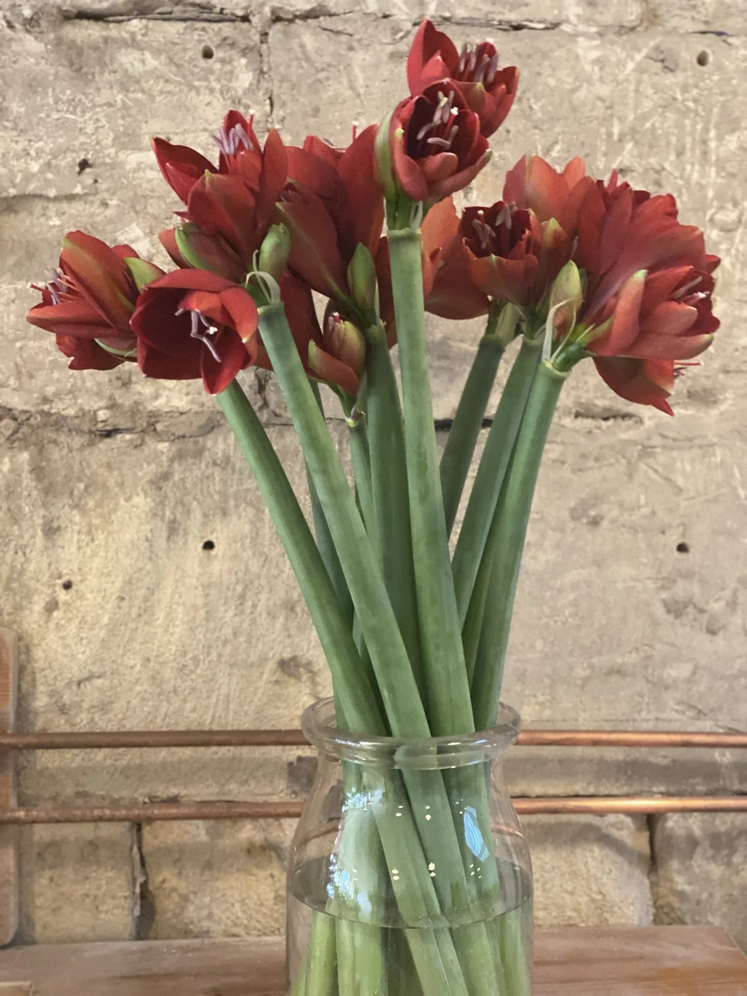 Red amaryllis in an Ikea vase placed on a wooden side with a Bath stone backdrop  (Copy)