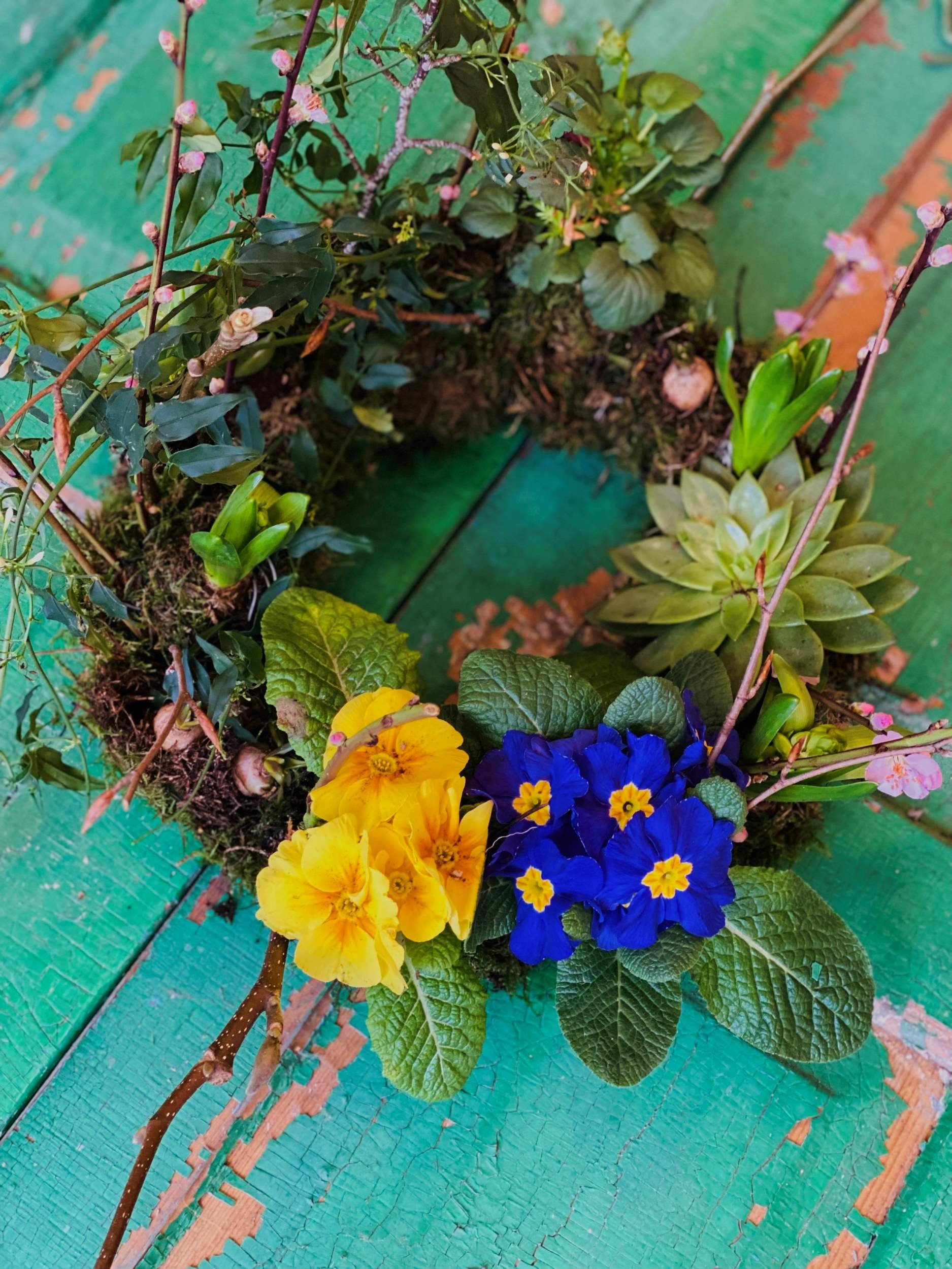 Yellow and Blue spring plants in mothers day living wreath 