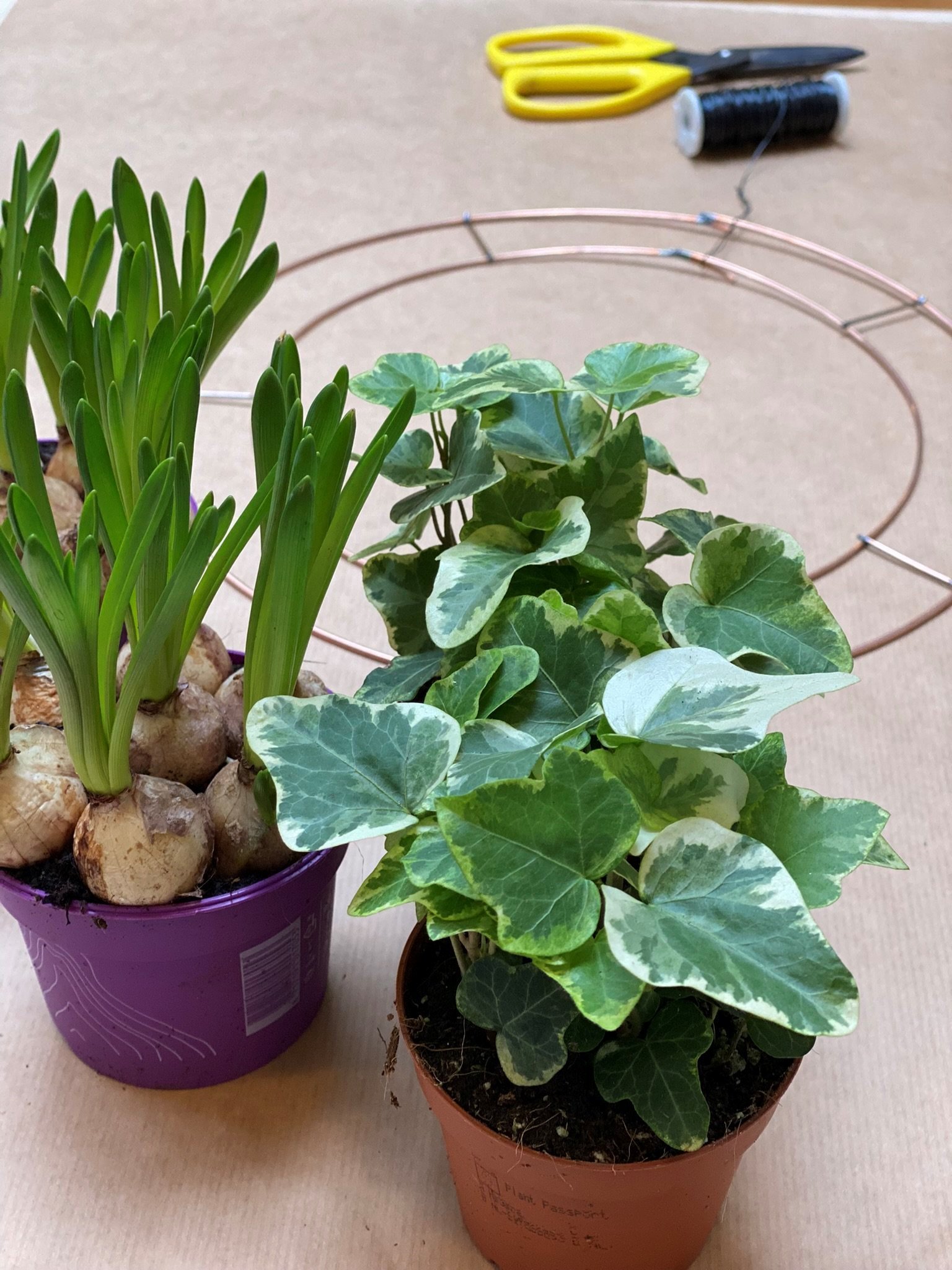 Spring bulbs and ivy for the mothers day workshop in Bath 