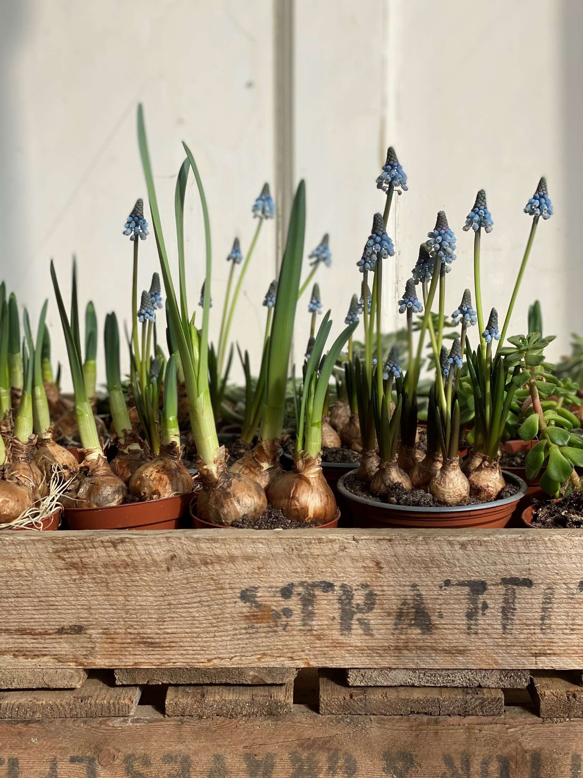 Wooden crate full of muscari bulbs for the mothers day workshop