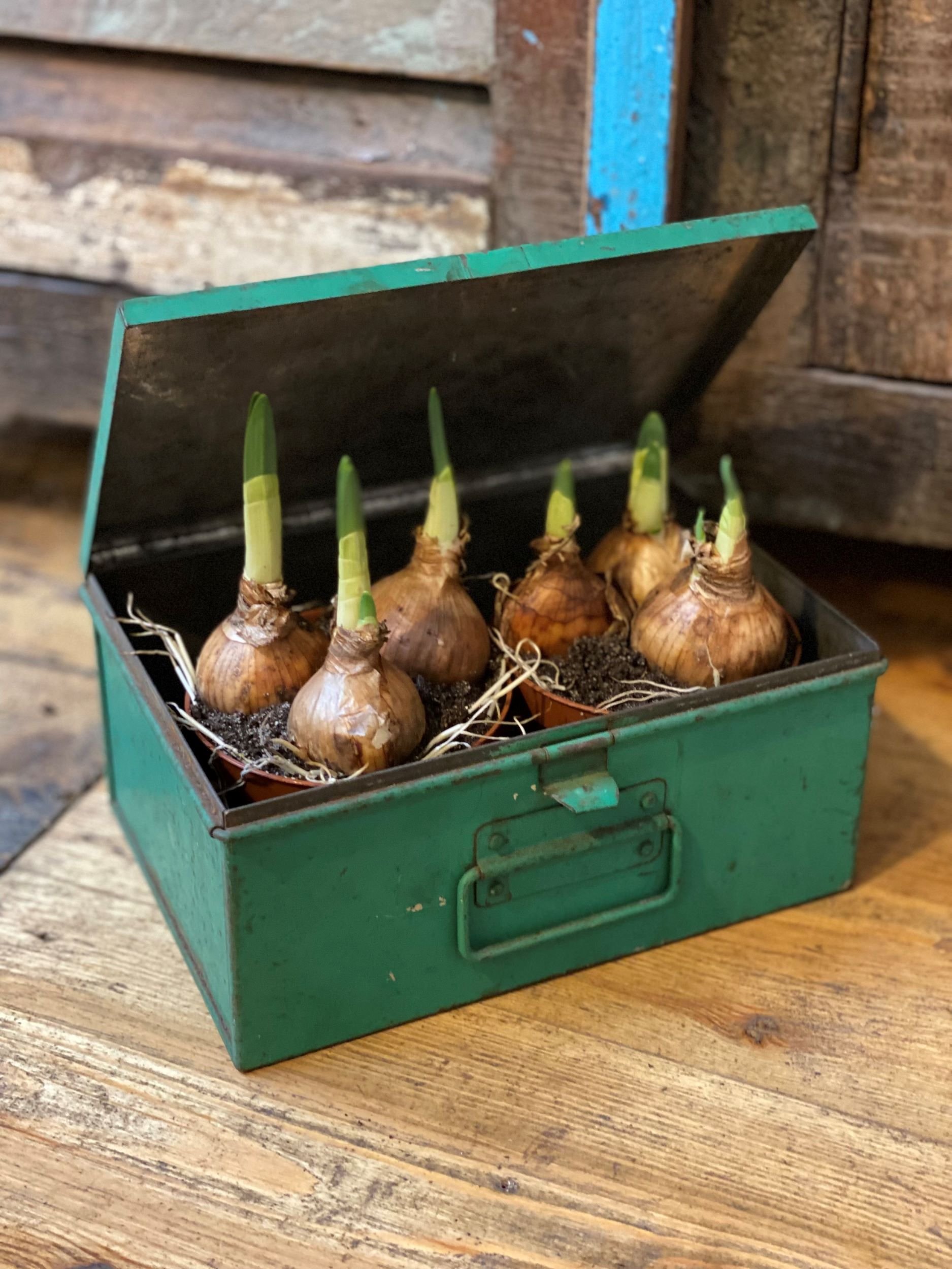 Muscari bulbs displayed in a green metal tin to be used on the mothers day living wreath workshop