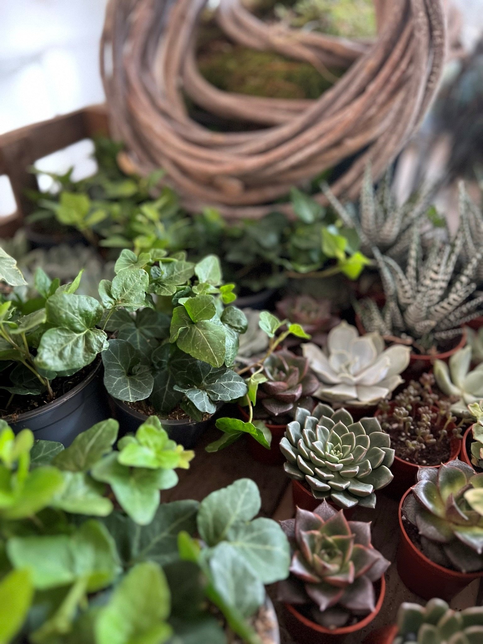 Succulents, ivy and willow bases for Bath's living wreath course