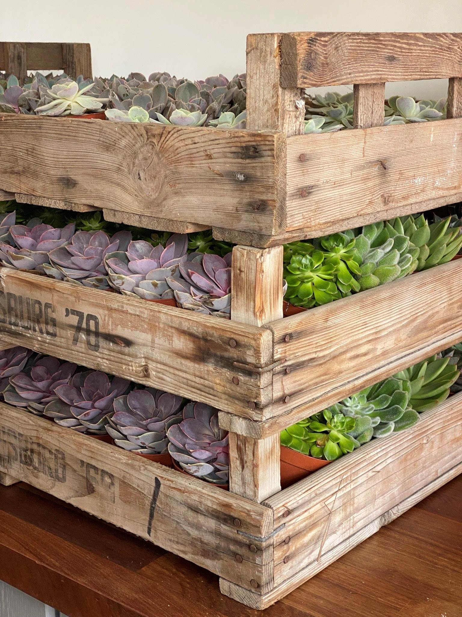 Stacked crates of various succulent plants