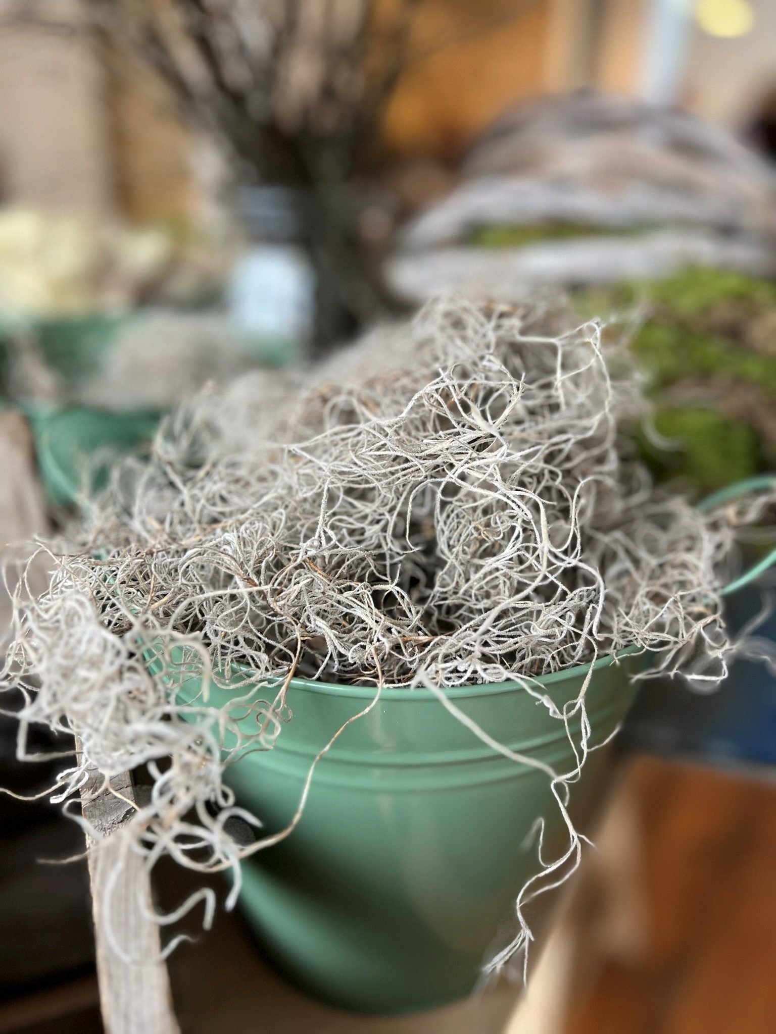 Spanish moss in green tin for the living wreath workshop