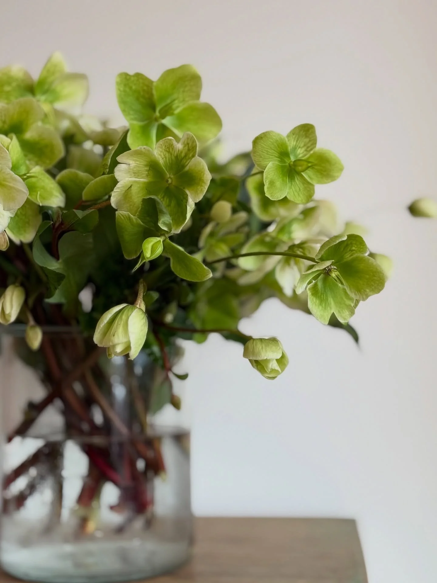 THIS WEEK&rsquo;S FAVOURITE&hellip; 

Hellebores

Quietly hardworking and unmistakably winter, hellebores add depth to arrangements at this time of year. Their nodding heads and restrained palette lend themselves beautifully to natural, unfussy desig