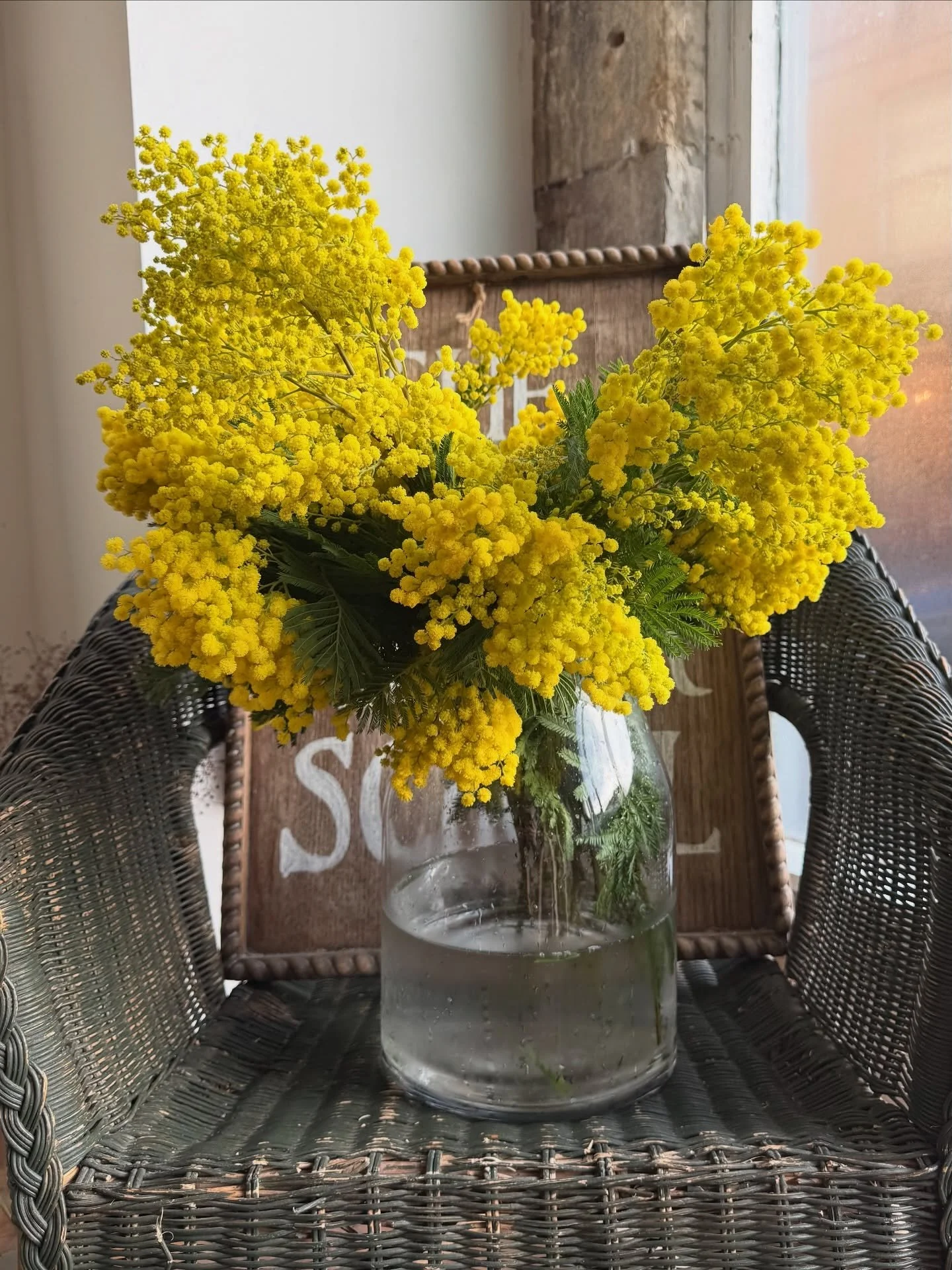 THIS WEEK&rsquo;S FAVOURITE&hellip; Mimosa

Mimosa, more accurately Acacia dealbata and sometimes known as silver wattle, is impossible to ignore. Soft clouds of yellow made up of tiny spherical blooms sit along tall, feathery stems, bringing texture