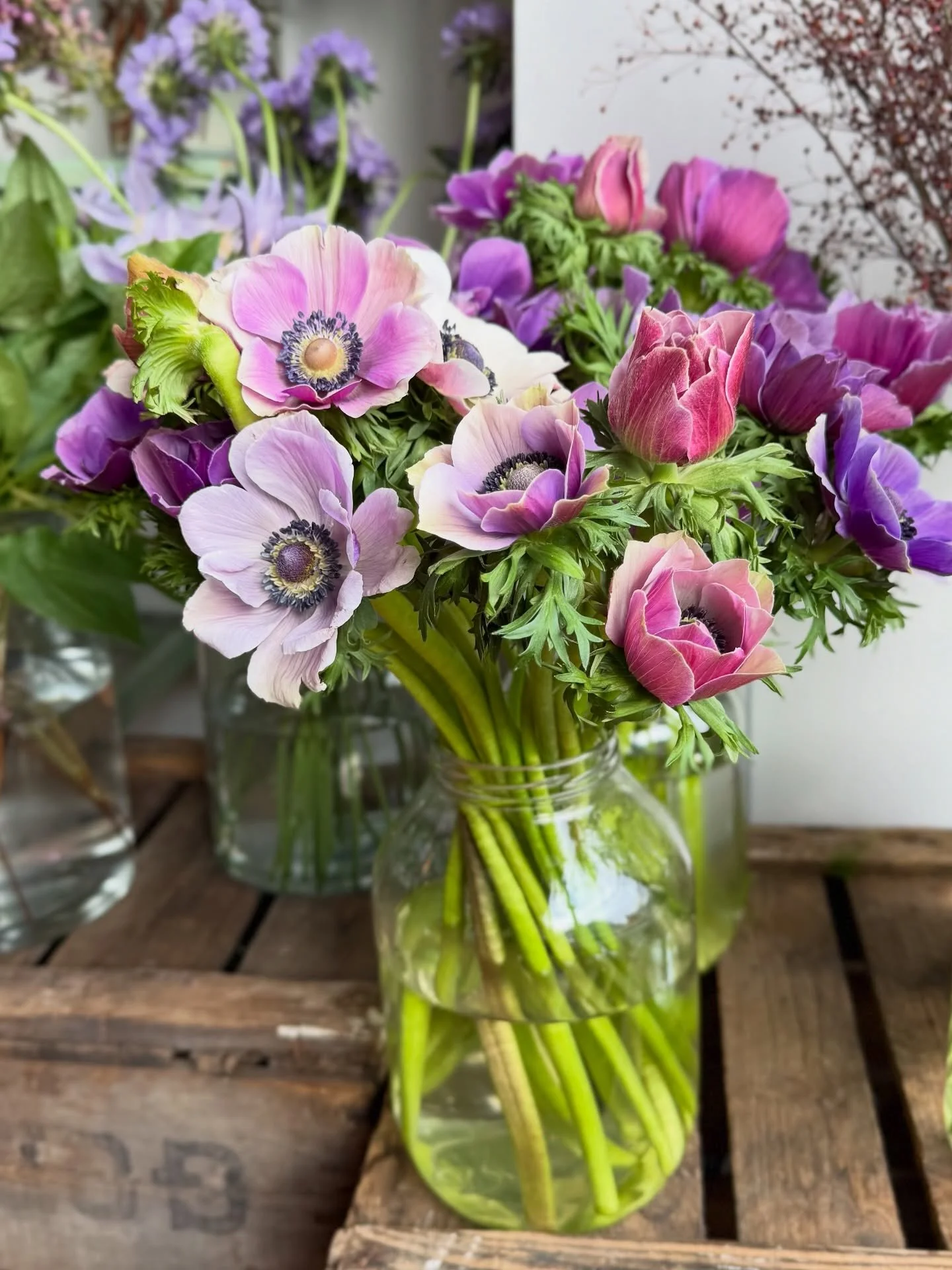 THIS WEEK&rsquo;S FAVOURITE&hellip; Anemones

Anemones are often known by their common name, poppy anemones, which feels fitting once you notice their open faces and strong central detail. There is something very clean and direct about them, simple i
