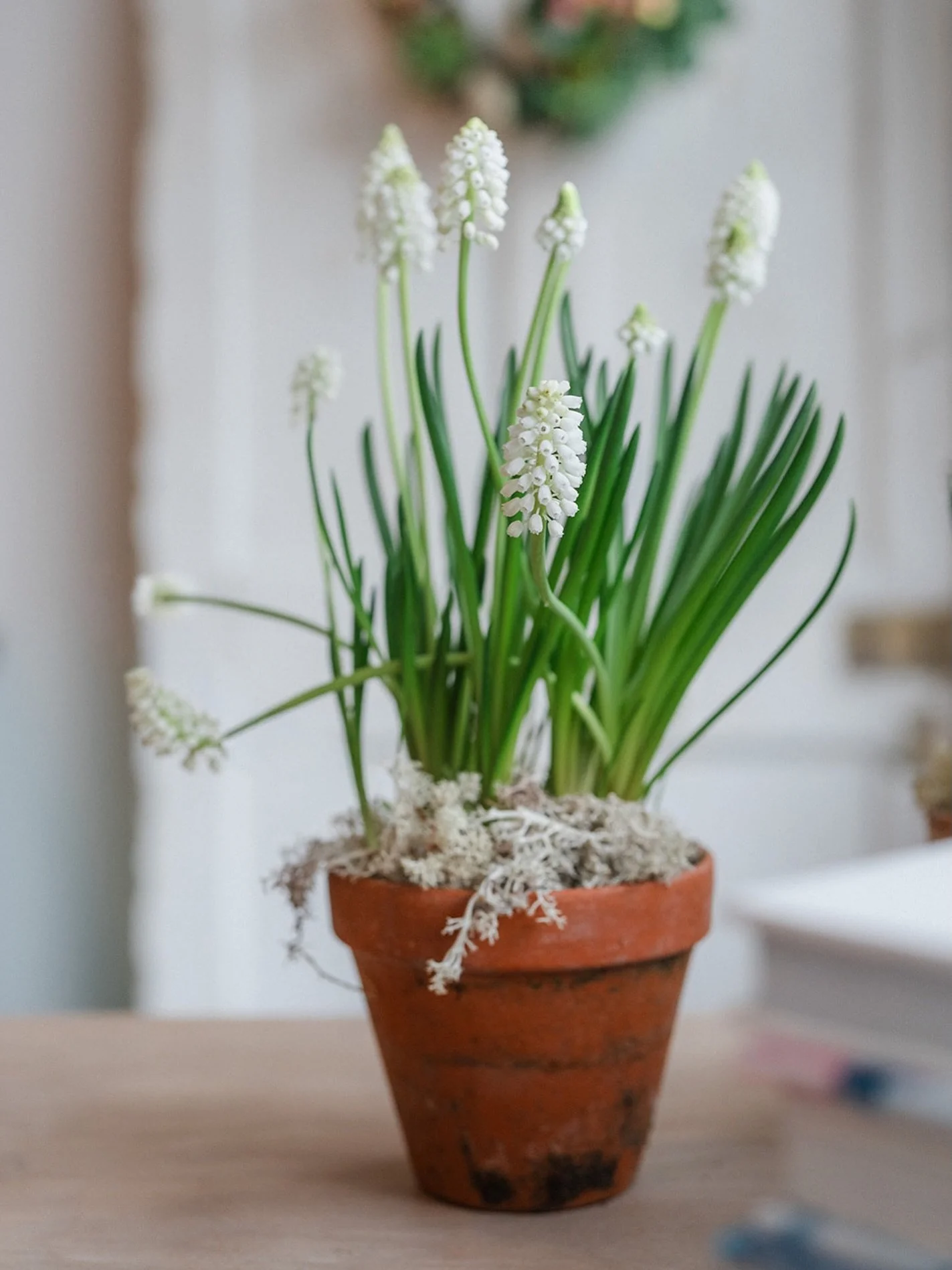 Why Hello March!

Longer days, lighter evenings and a workroom full of spring flowers. Here&rsquo;s what we have coming up at the flower school this month.

3rd - 5th
Floristry Basics Course

14th
Mother&rsquo;s Day Spring Living Wreath Workshop

16t