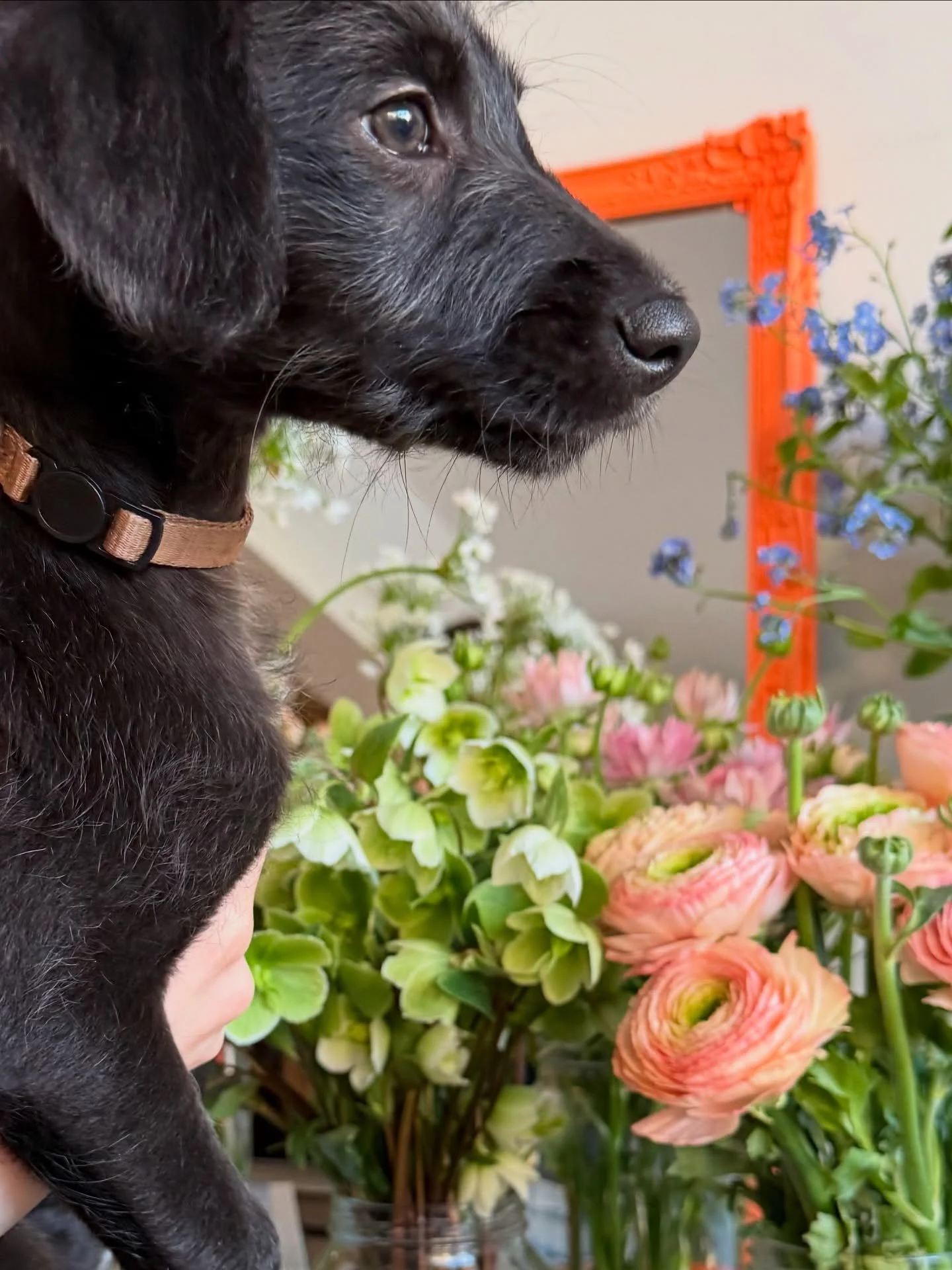 Introducing our newest member of the flower school, Murphy 🐾

#thebathflowerschool #murphy #bedlingtonwhippet #puppylife #behindthescenes